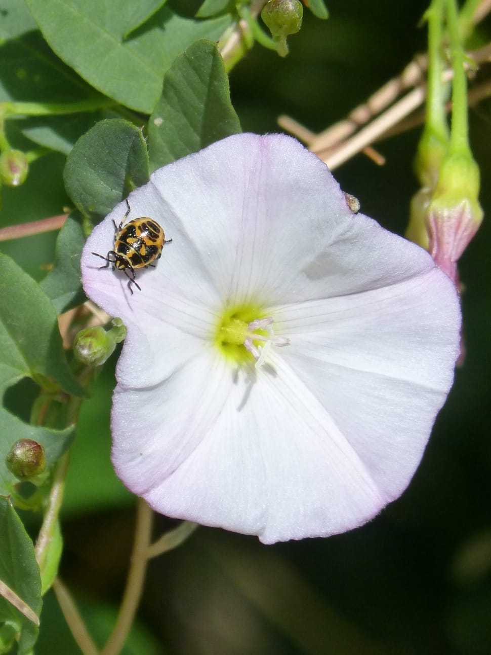 white petaled flower preview