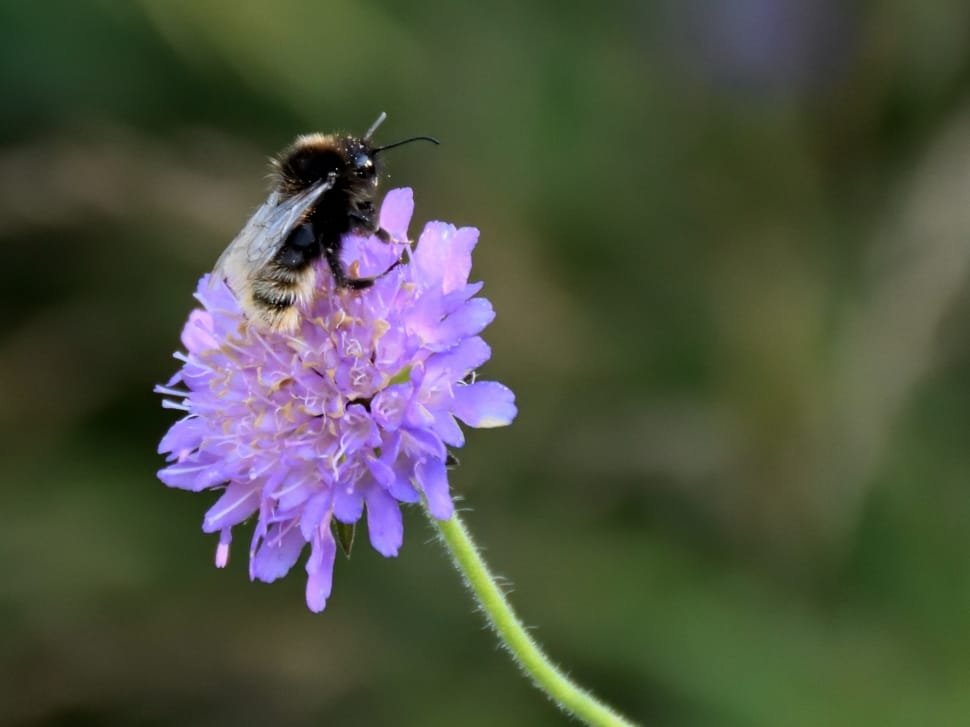 carpenter bee and purple petaled flower preview