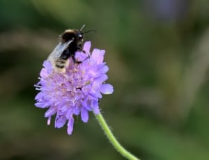 carpenter bee and purple petaled flower thumbnail