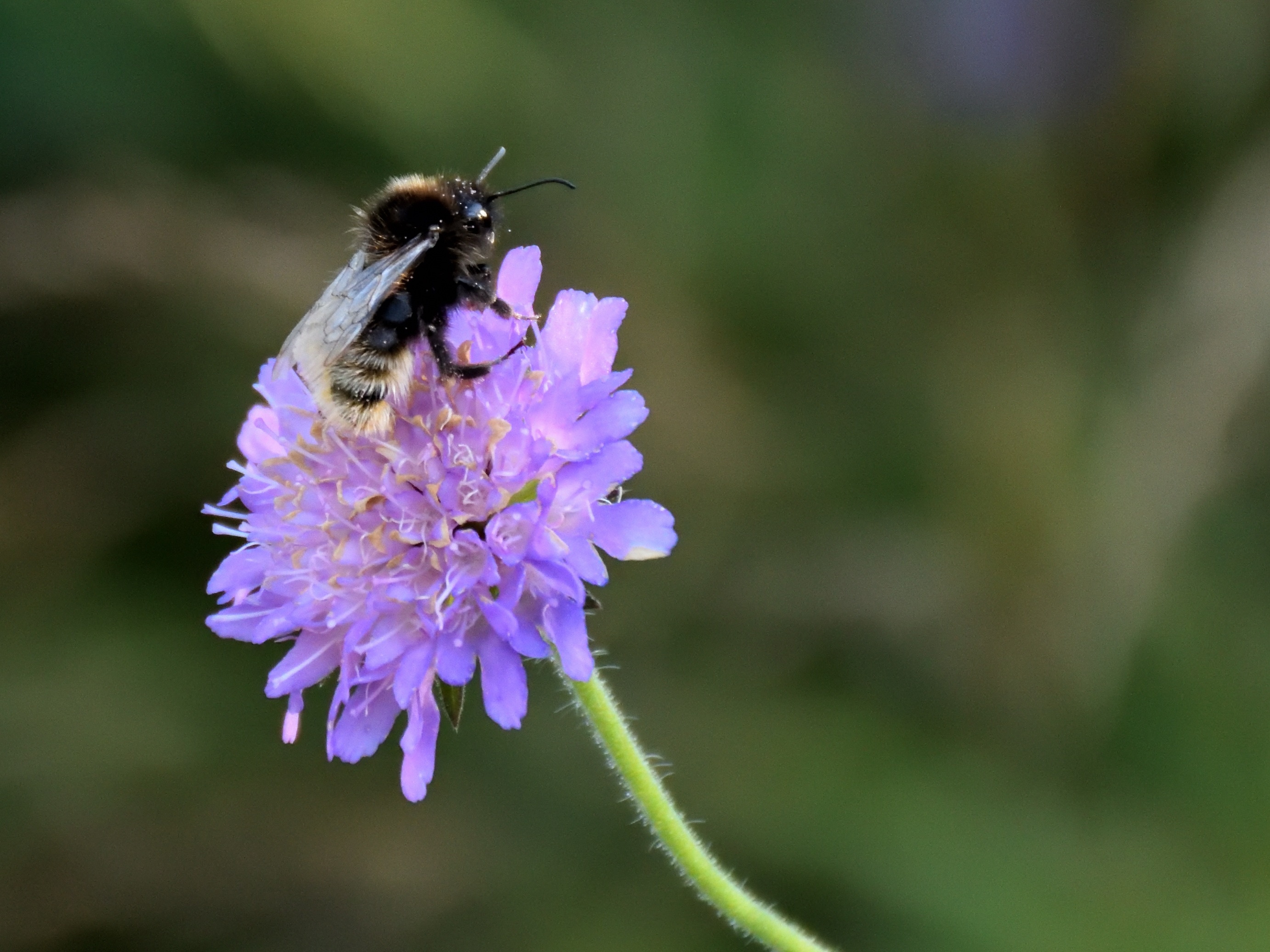 carpenter bee and purple petaled flower