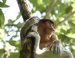 brown monkey on tree thumbnail
