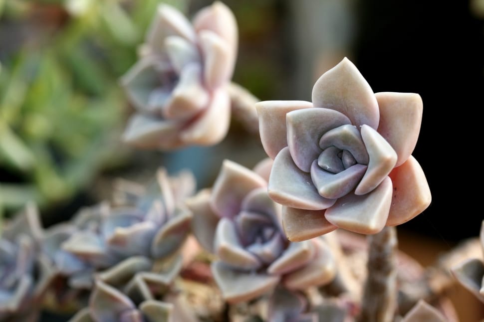 green and gray succulent plants preview