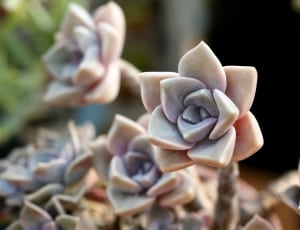green and gray succulent plants thumbnail