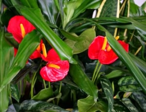 green and red flowers thumbnail