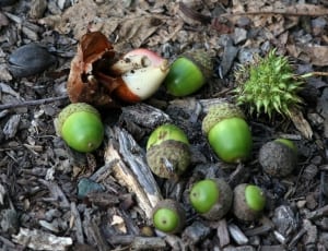 green  acorns thumbnail