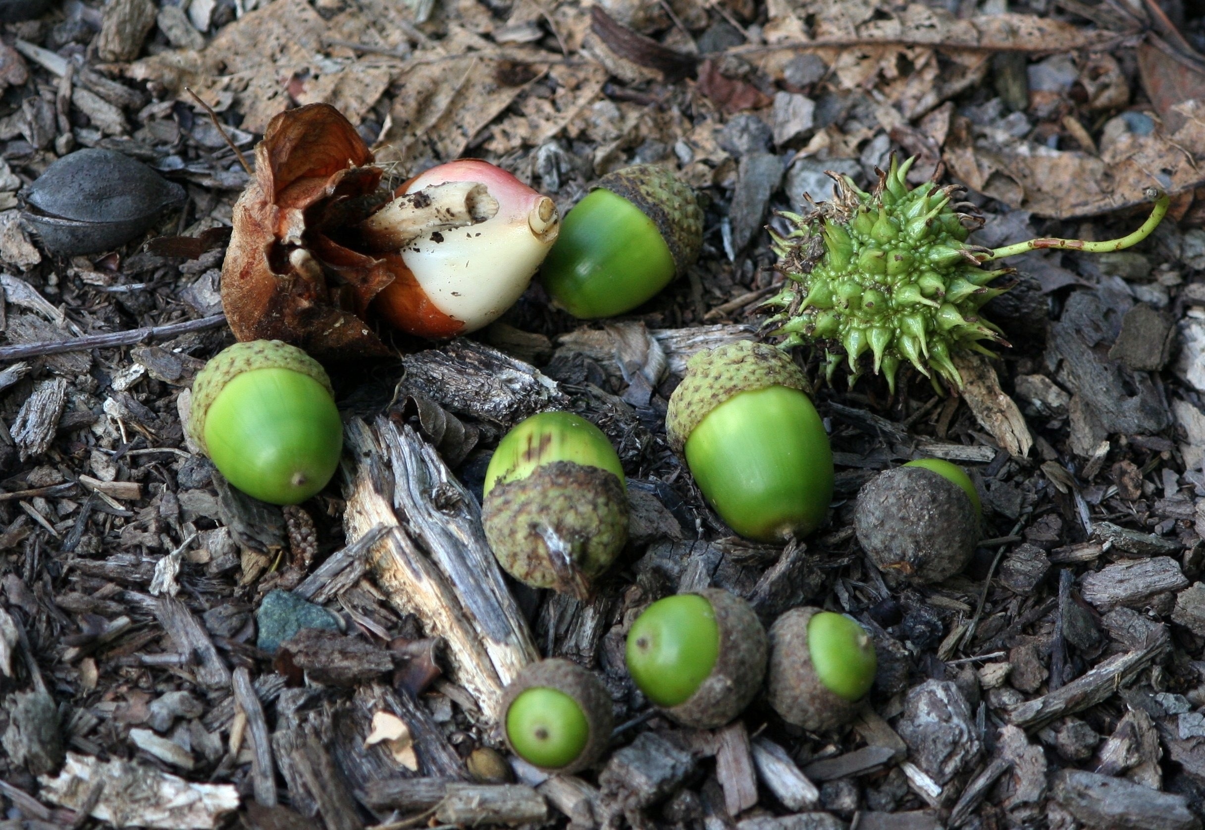 green  acorns