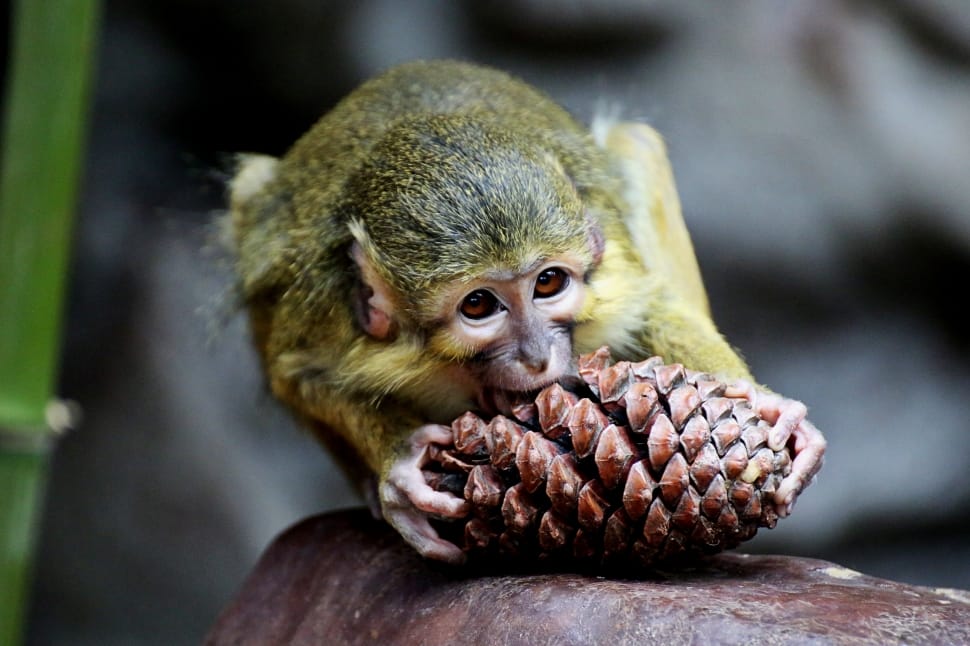 monkey eating pine cone preview