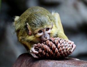 monkey eating pine cone thumbnail