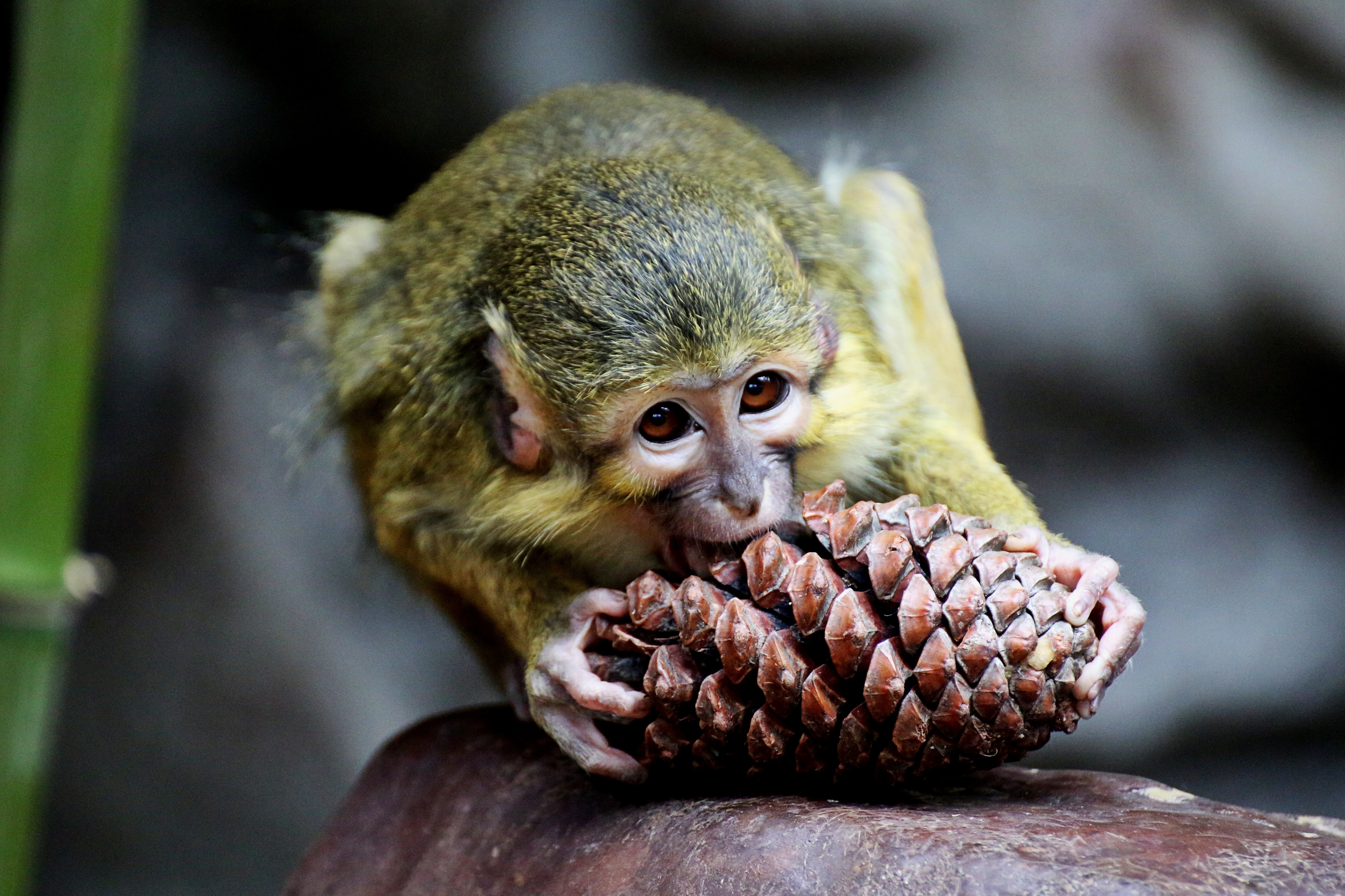 monkey eating pine cone