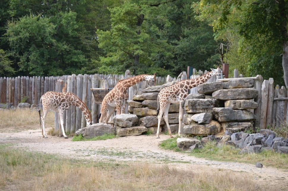 Group of Giraffe beside gray stone formation preview