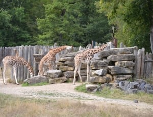 Group of Giraffe beside gray stone formation thumbnail