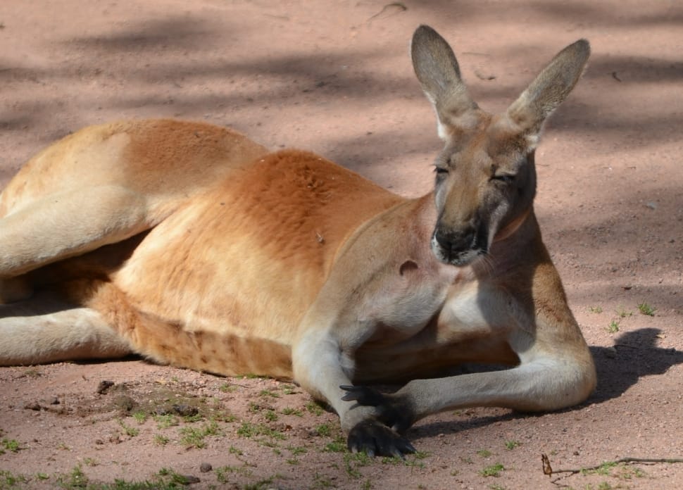 brown kangaroo preview