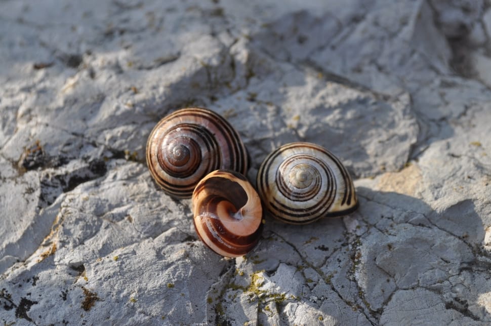 3 grey snails preview