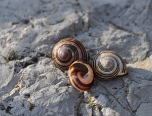 3 grey snails thumbnail