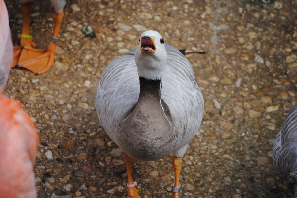 closeup photo of gray and white duck preview