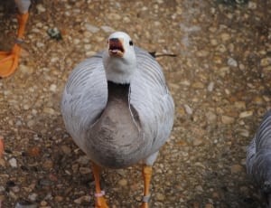closeup photo of gray and white duck thumbnail