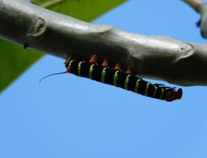 black and green caterpillar thumbnail