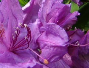 purple hibiscus flower thumbnail