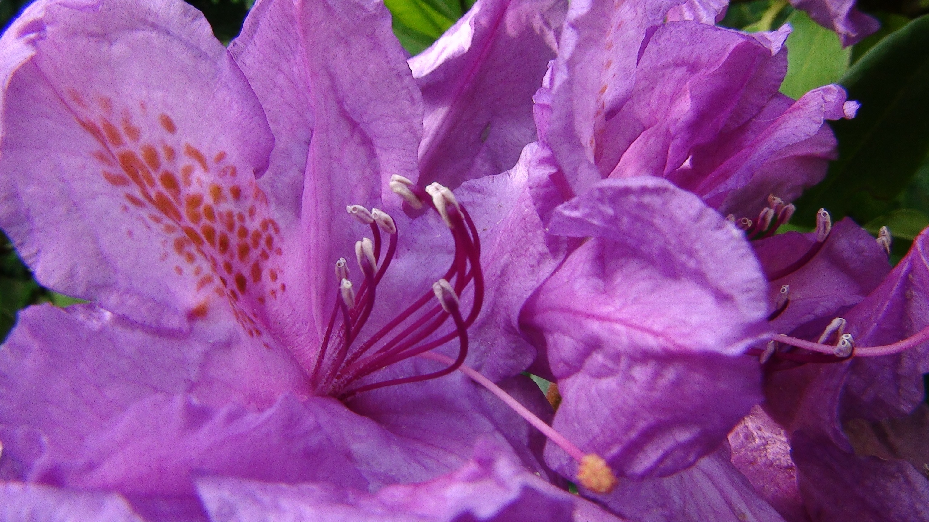 purple hibiscus flower