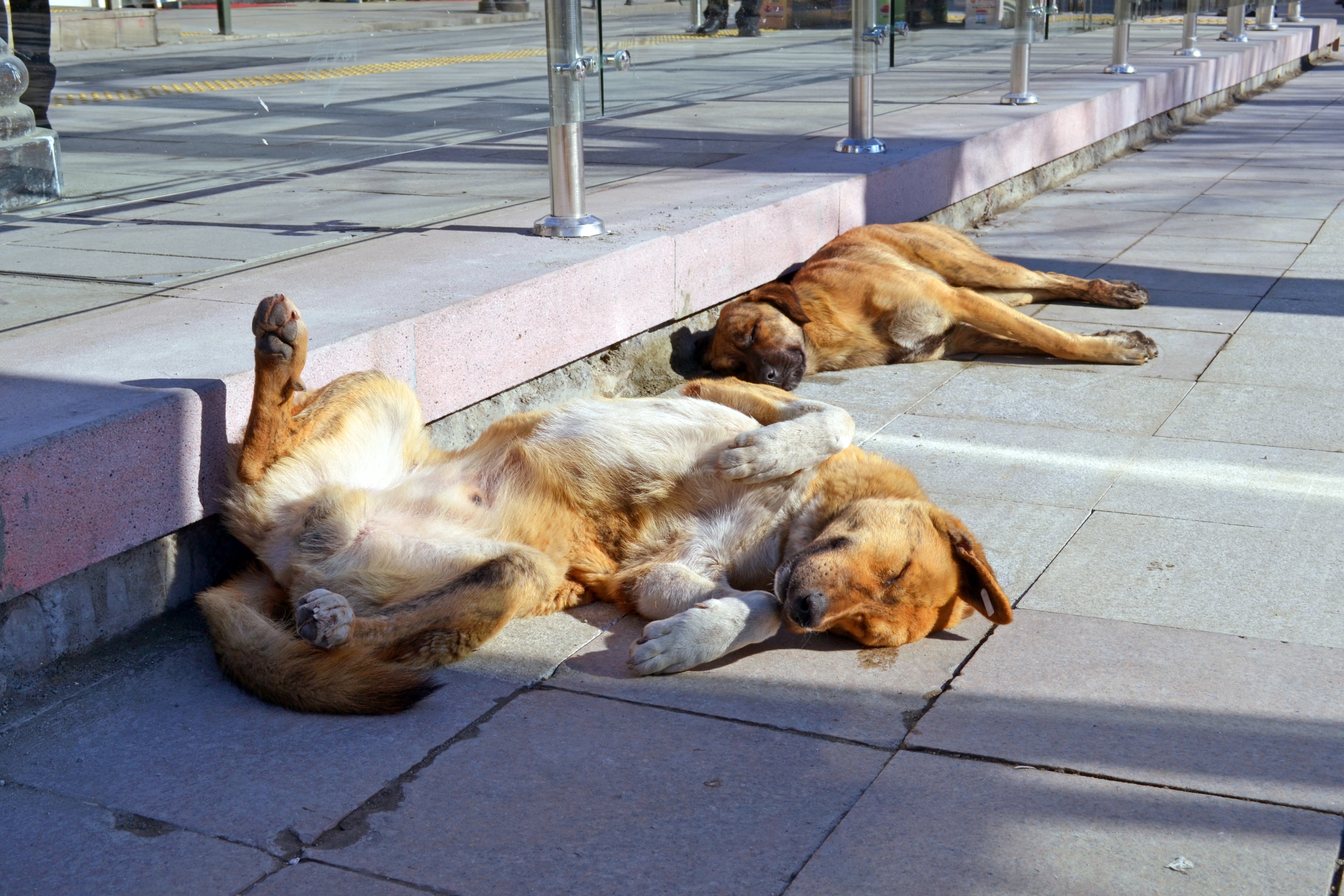 Street sleeping. Бездомные животные. Уличные собаки. Бездомные собаки.