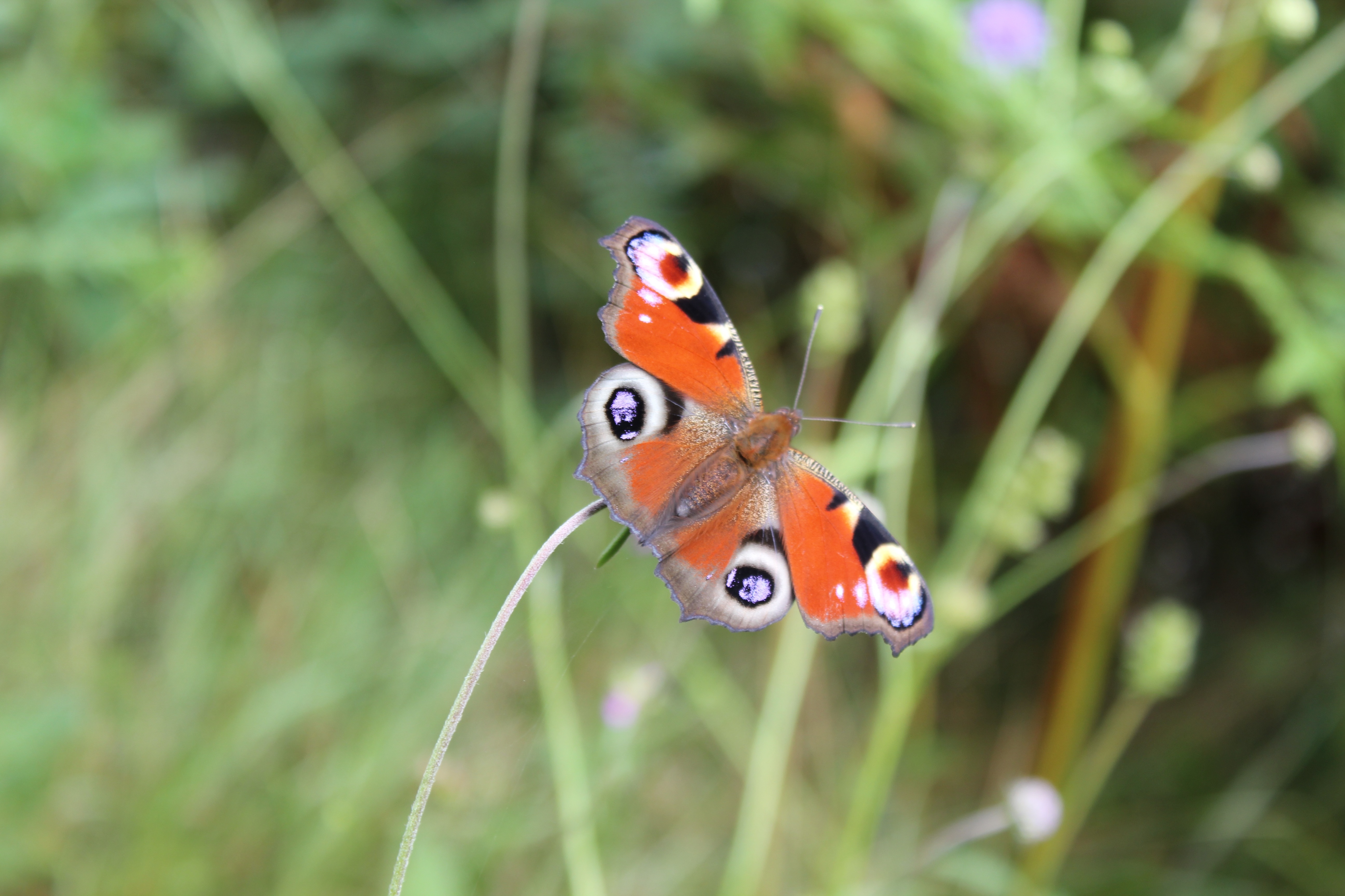 orange white and black butterfly