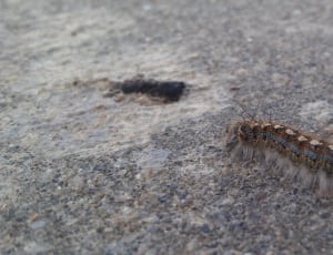 brown and gray caterpillar thumbnail