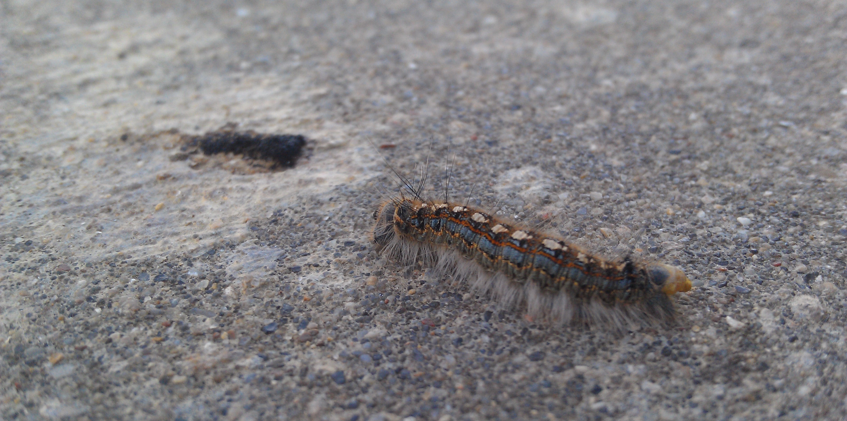 brown and gray caterpillar