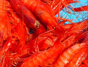 red shrimps thumbnail