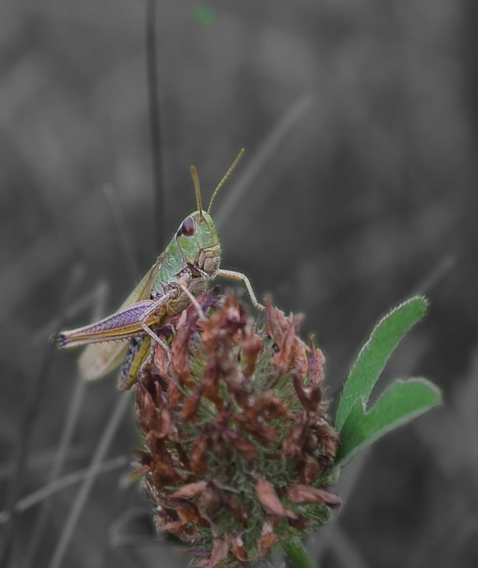 closeup photography of green grasshopper preview