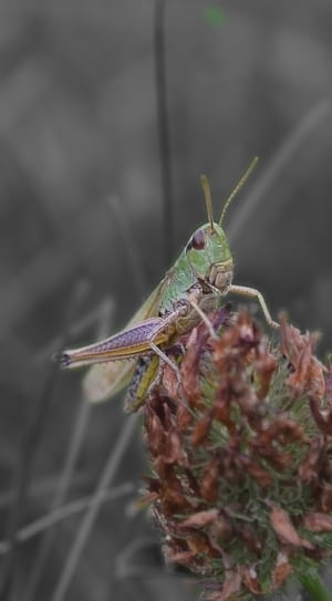 closeup photography of green grasshopper thumbnail