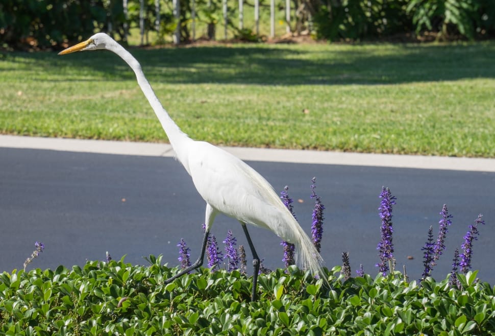 white long necked bird preview