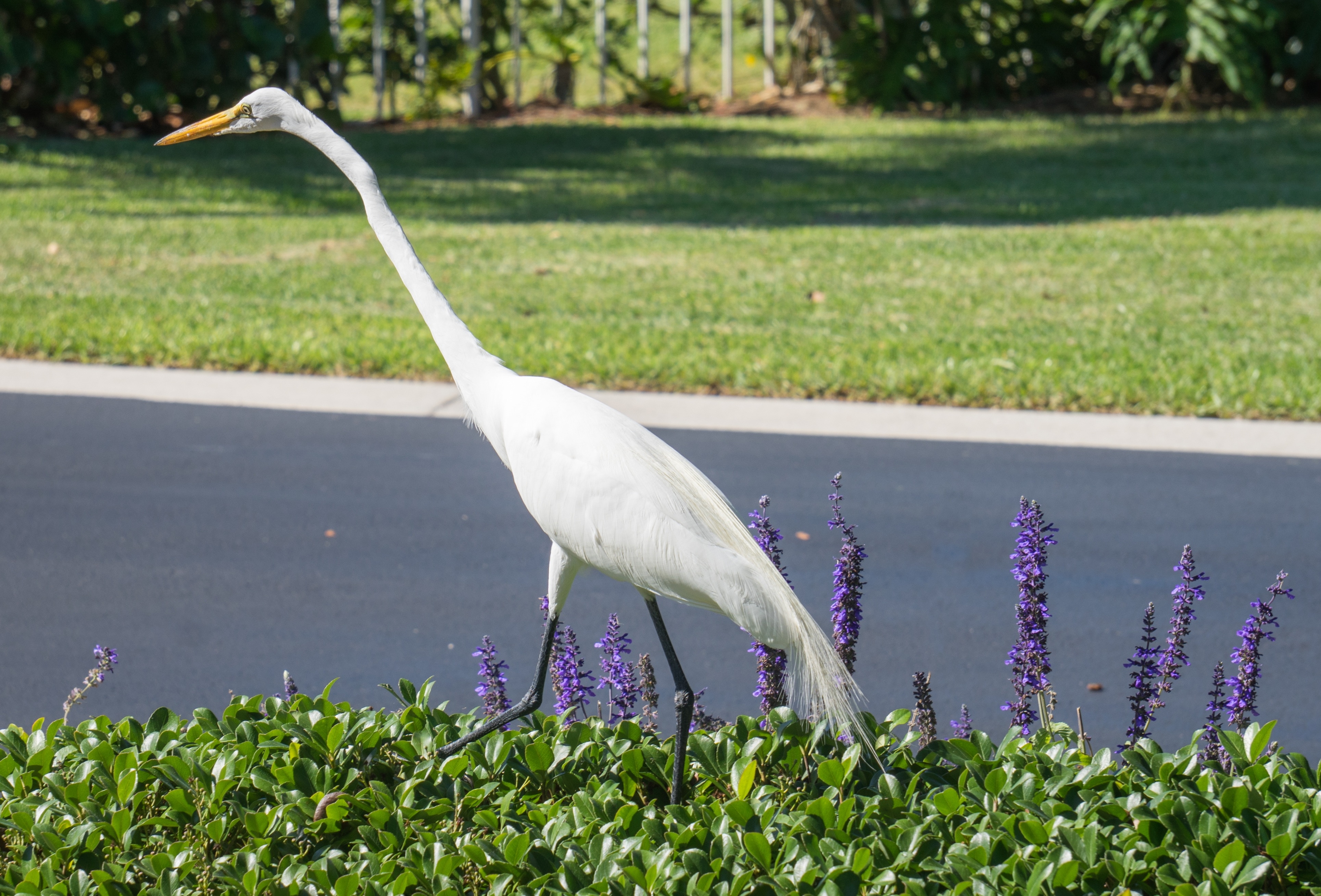 white long necked bird