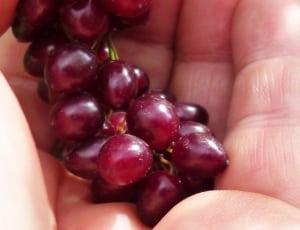 purple grapes thumbnail