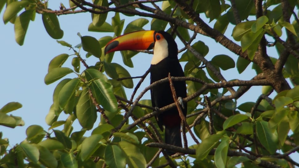 orange and black toucan preview