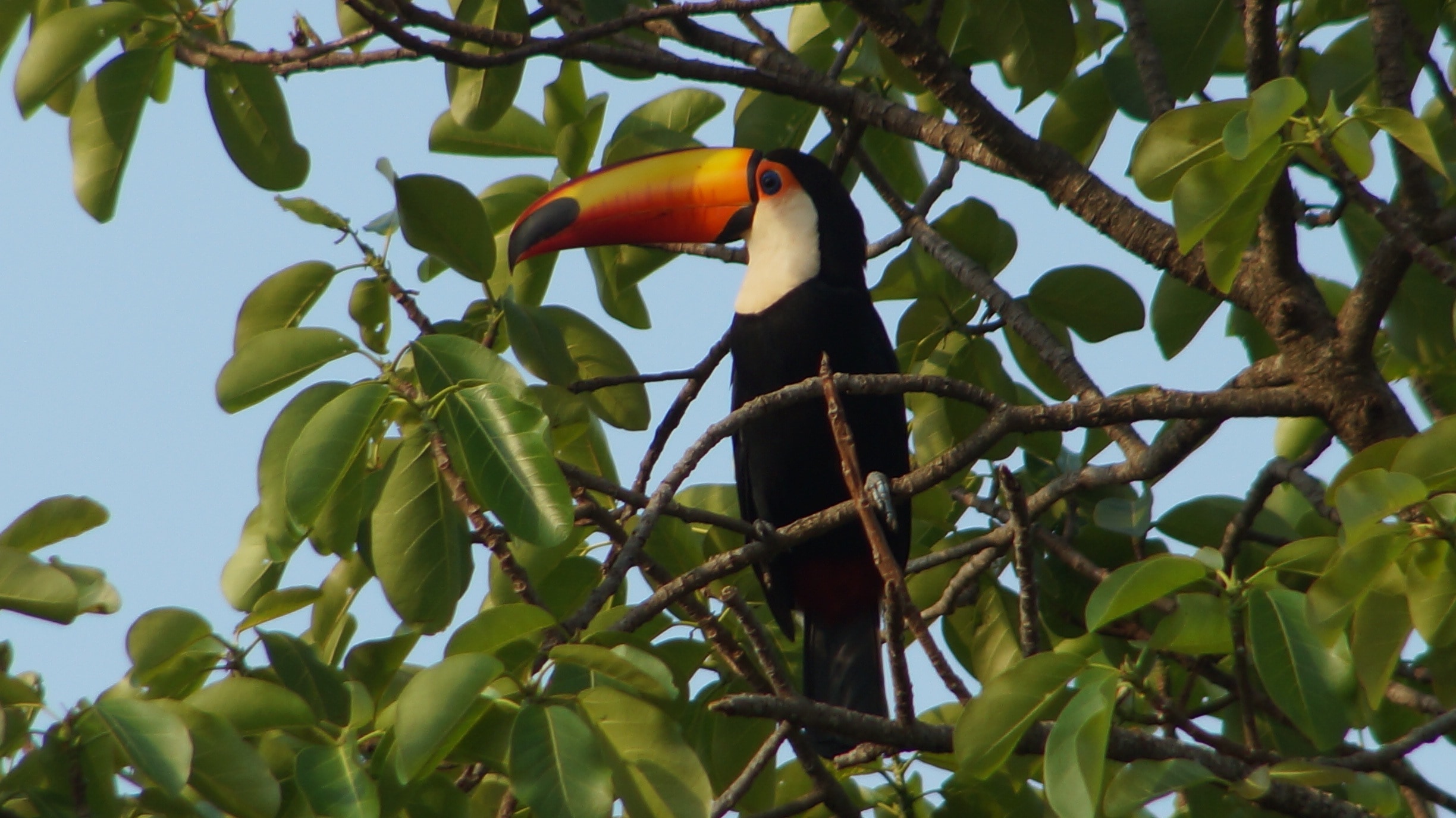 orange and black toucan