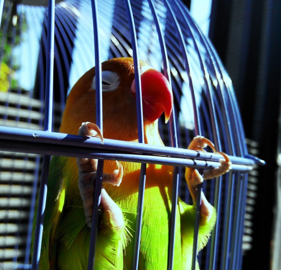 orange yellow and green short beak bird preview