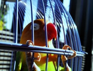 orange yellow and green short beak bird thumbnail