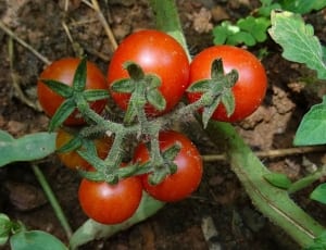 5 red tomatoes thumbnail