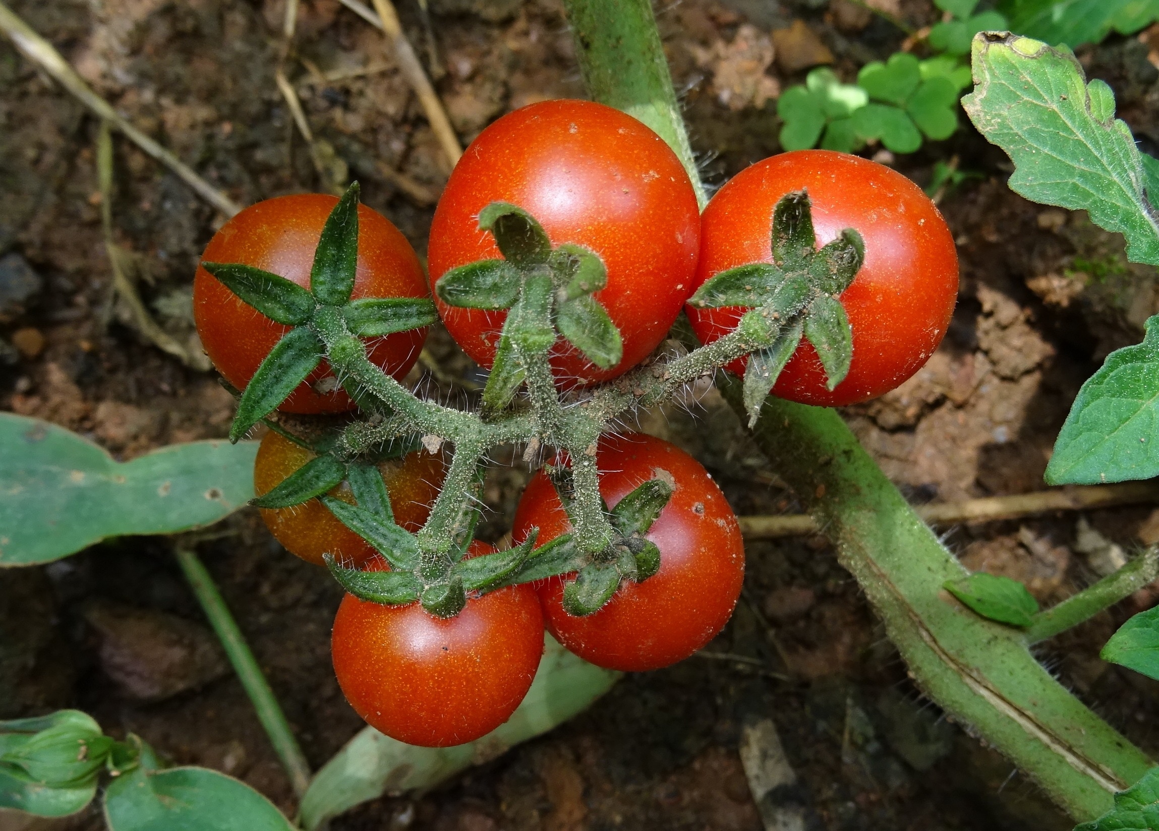 5 red tomatoes