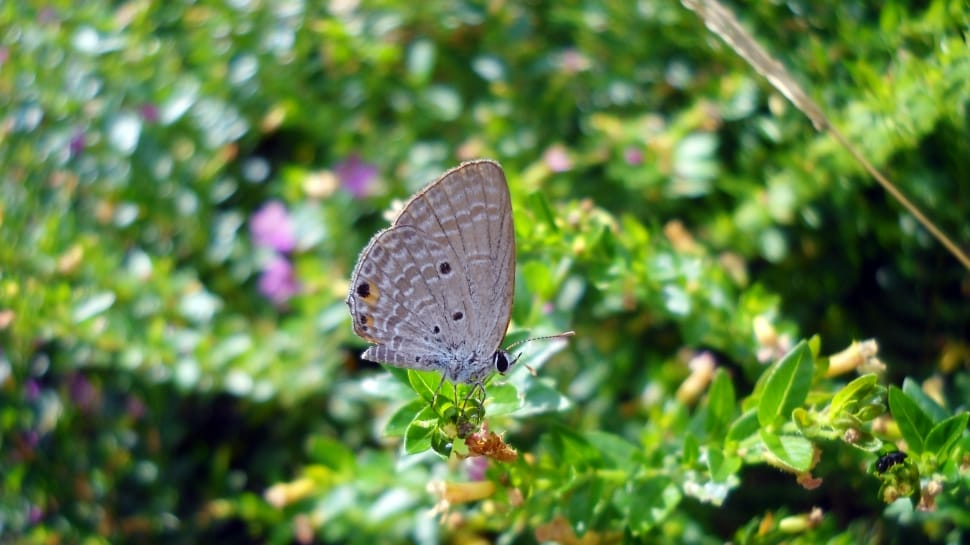 silver studded blue butterfly on green plant leaves preview