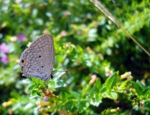 silver studded blue butterfly on green plant leaves thumbnail