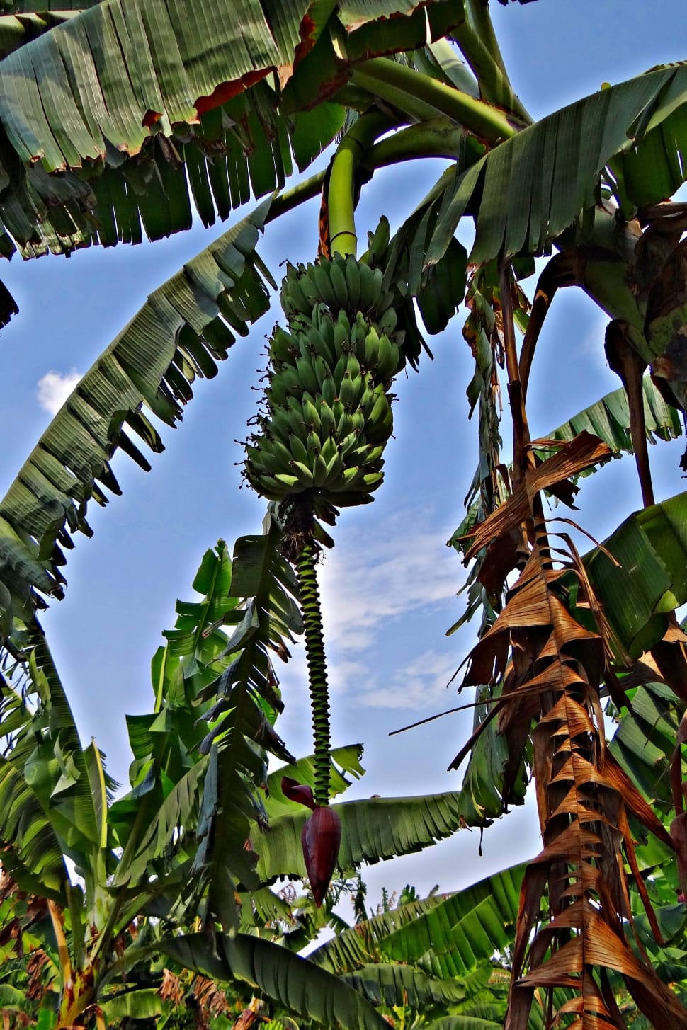 banana tree preview