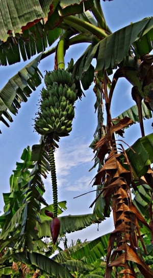 banana tree thumbnail