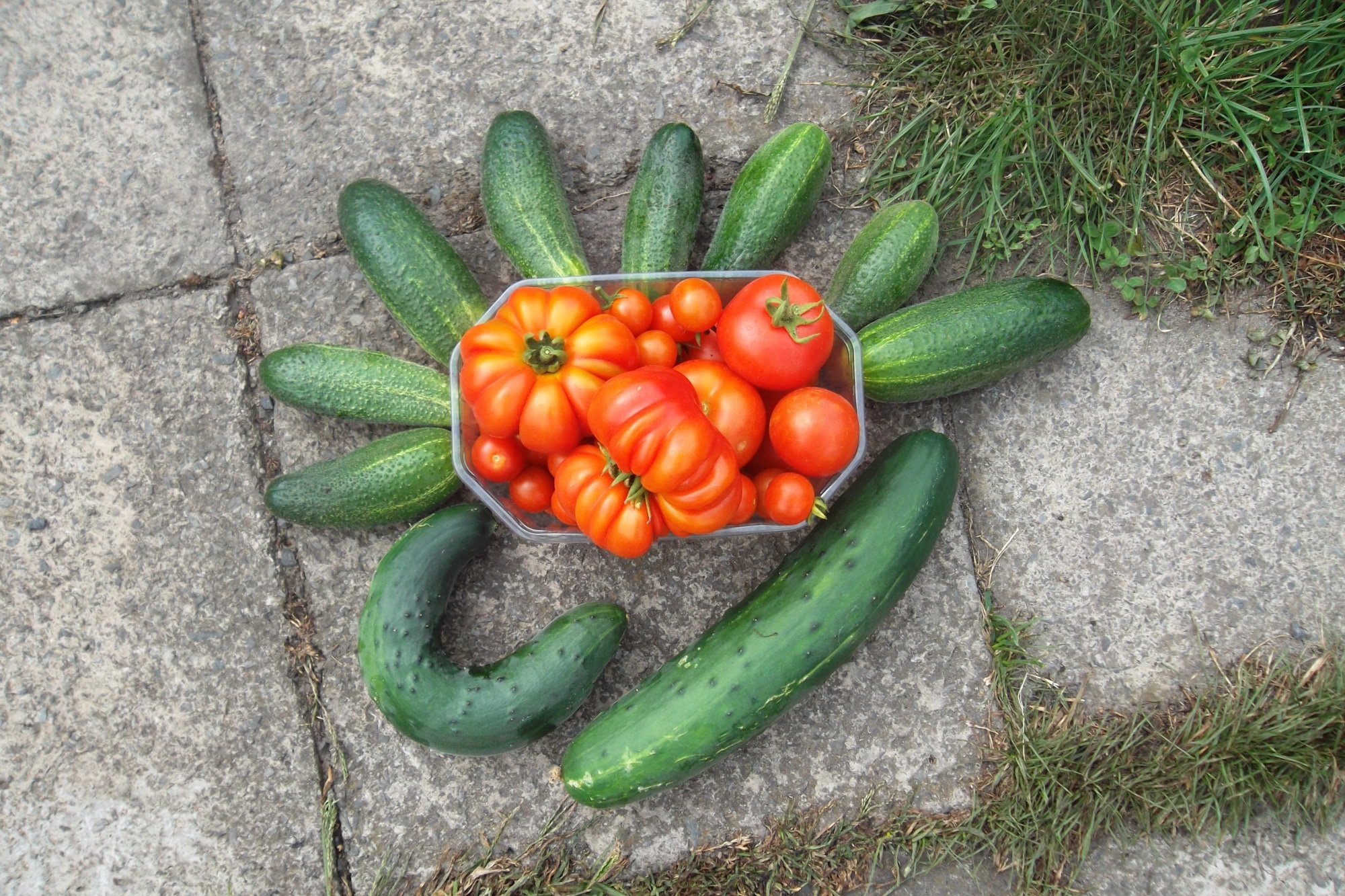 green cucumber and orange tomatoes