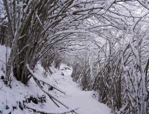 snow covering trees thumbnail