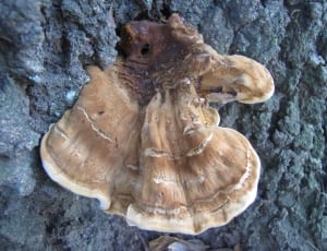 brown sconce mushroom thumbnail