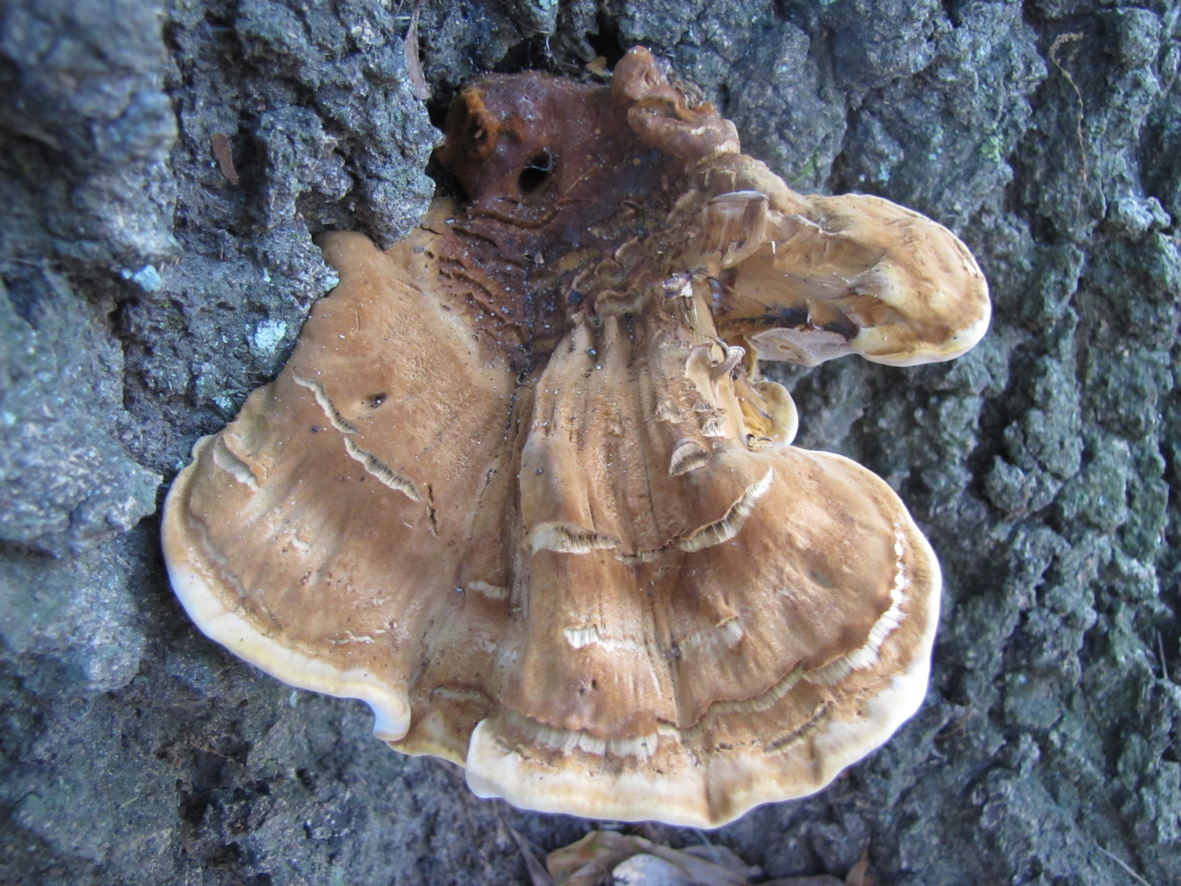 brown sconce mushroom