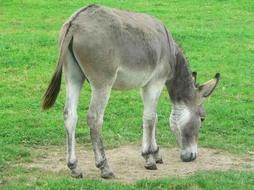 brown and white donkey preview