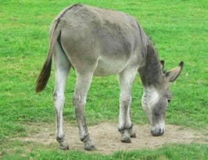 brown and white donkey thumbnail