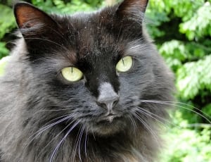 black and grey cat thumbnail